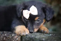 Leo 🐾, a female Miniature Aussiedoodle for sale in Fresno, OH – 6 of 9
