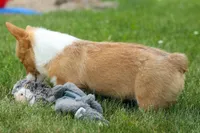 Dixie 🐶💖, a female Pembroke Welsh Corgi for sale in Fresno, OH – 6 of 10