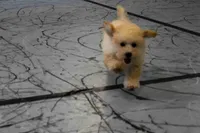 Franklin 🐶, a male Maltipoo for sale in Fresno, OH – 8 of 10
