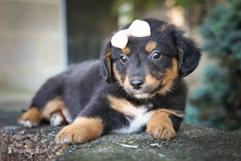 Leo 🐾 – Miniature Aussiedoodle puppy for sale in Fresno, OH