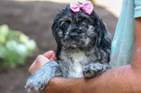 Bella 🐶💗, a female Cocker Spaniel for sale in Fresno, OH – 7 of 9