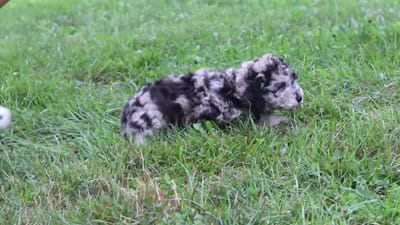 Jonah, a male Cavapoo for sale in Fresno, OH – 8 of 8