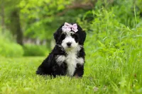 Lulu, a female Miniature Bernedoodle for sale in Fresno, OH – 4 of 6