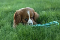 Frankie 🐶, a male Cavalier King Charles Spaniel for sale in Fresno, OH – 4 of 9