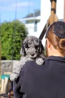 Roxy, a female Newfypoo for sale in Fresno, OH – 5 of 7