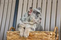 Memphis, a male French Bulldog for sale in Fresno, OH – 3 of 10