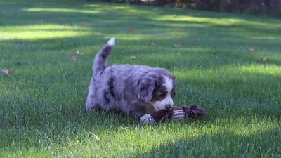 Pete, a male Miniature Bernedoodle for sale in Fresno, OH – 10 of 10