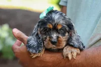 Letti 🐶💗, a female Cocker Spaniel for sale in Fresno, OH – 5 of 8