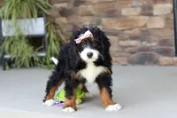 Millie, a female Miniature Bernedoodle for sale in Fresno, OH – 2 of 7