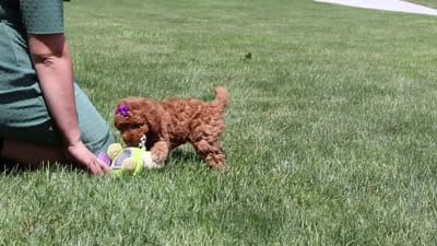 Vanessa, a female Goldendoodle for sale in Fresno, OH – 8 of 8