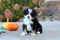 Smoke, a male Miniature Bernedoodle for sale in Fresno, OH – 1 of 8