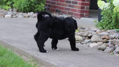 Mia, a female Newfypoo for sale in Fresno, OH – 7 of 7