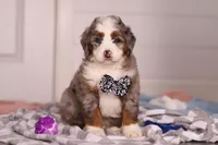 Bojack, a male Miniature Bernedoodle for sale in Fresno, OH – Photo 6 of 6