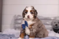 Bojack, a male Miniature Bernedoodle for sale in Fresno, OH – Photo 4 of 6