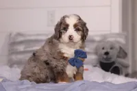 Bojack, a male Miniature Bernedoodle for sale in Fresno, OH – Photo 1 of 6