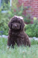 Chloe, a female Newfypoo for sale in Fresno, OH – 7 of 8