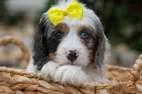   Preston🎀, a female Cavapoo for sale in Fresno, OH – 9 of 10