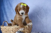 🐾 Meet Nova – F2B Mini Goldendoodle Puppy 🐾, a female Miniature Goldendoodle for sale in Fresno, OH – 8 of 10
