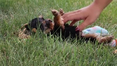 Benji, a male Yorkshire Terrier for sale in Fresno, OH – 9 of 9