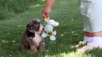 Dixie, a female Miniature Bernedoodle for sale in Fresno, OH – 6 of 6