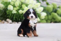 Cupcake, a female Miniature Bernedoodle for sale in Fresno, OH – 5 of 6