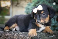 Leo 🐾, a female Miniature Aussiedoodle for sale in Fresno, OH – 8 of 9