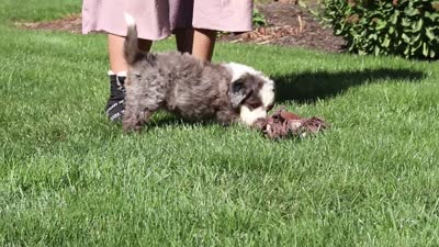 Mooney, a male Miniature Bernedoodle for sale in Fresno, OH – 6 of 6