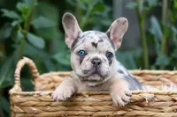 Finn 🐾, a male French Bulldog for sale in Fresno, OH – 2 of 9