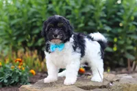 Joey, a male Havapoo for sale in Fresno, OH – 4 of 8