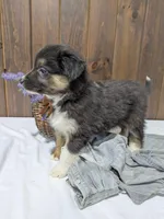 Meet Fern 🐾, a female Australian Shepherd and Border Collie for sale in Fresno, OH – Photo 6 of 10
