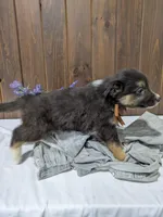 Meet Fern 🐾, a female Australian Shepherd and Border Collie for sale in Fresno, OH – Photo 2 of 10