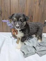 Meet Fern 🐾, a female Australian Shepherd and Border Collie for sale in Fresno, OH – Photo 5 of 10