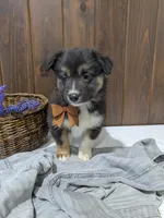 Meet Fern 🐾, a female Australian Shepherd and Border Collie for sale in Fresno, OH – Photo 8 of 10