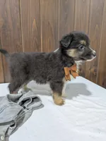 Meet Fern 🐾, a female Australian Shepherd and Border Collie for sale in Fresno, OH – Photo 10 of 10