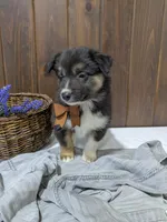 Meet Fern 🐾, a female Australian Shepherd and Border Collie for sale in Fresno, OH – Photo 9 of 10