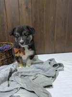 Meet Fern 🐾, a female Australian Shepherd and Border Collie for sale in Fresno, OH – Photo 7 of 10