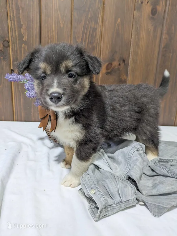 Meet Fern 🐾 – Australian Shepherd, Border Collie puppy for sale in Fresno, OH