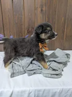 Meet Fern 🐾, a female Australian Shepherd and Border Collie for sale in Fresno, OH – Photo 3 of 10