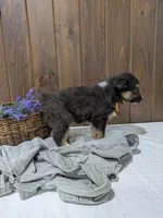 Meet Fern 🐾, a female Australian Shepherd and Border Collie for sale in Fresno, OH – Photo 4 of 10