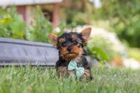Benji, a male Yorkshire Terrier for sale in Fresno, OH – 2 of 9