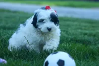 Gizmo 🐶, a male Cavapoo for sale in Fresno, OH – 8 of 10