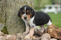 Cash🐶, a male Beagle for sale in Fresno, OH – 9 of 10