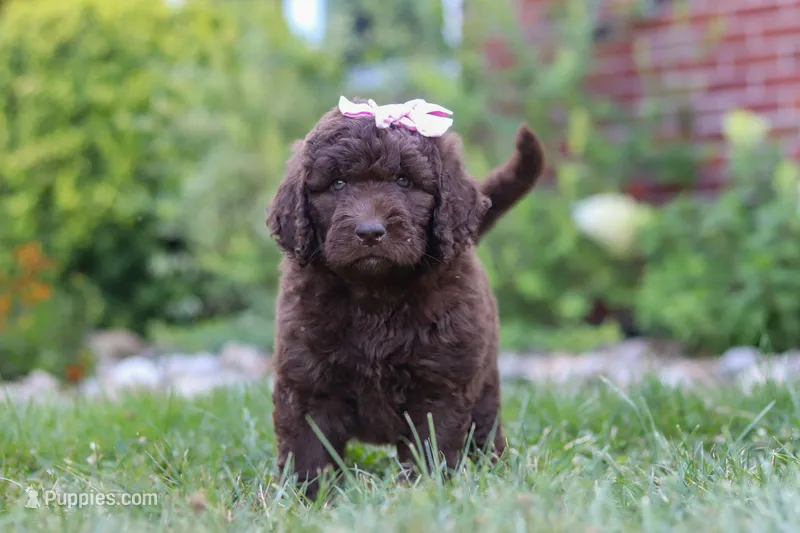 Chloe – Newfypoo puppy for sale in Fresno, OH