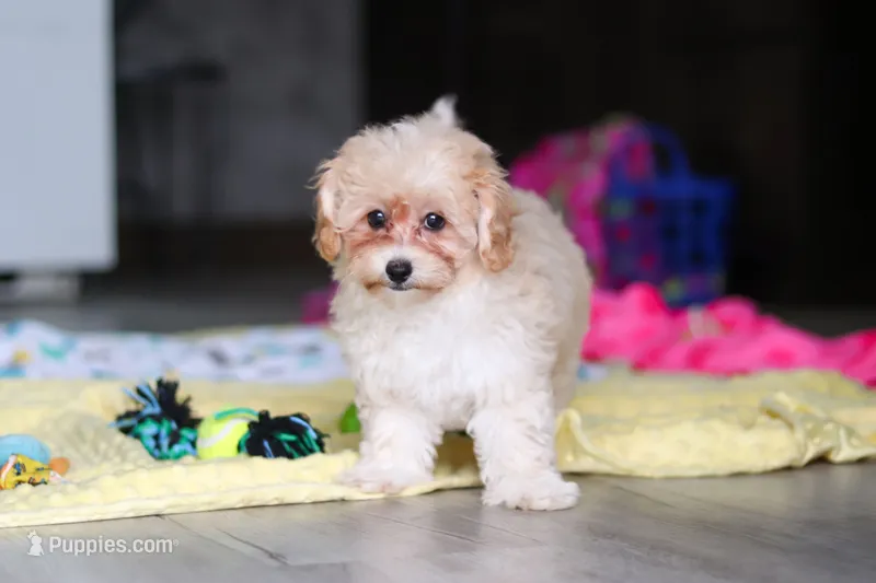 Nicole – Havapoo puppy for sale in Fresno, OH