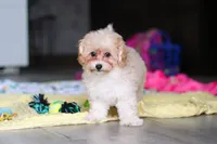 Nicole, a female Havapoo for sale in Fresno, OH – 1 of 8