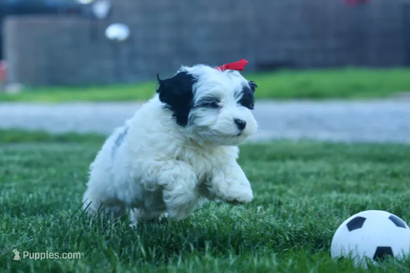 Gizmo 🐶 – Cavapoo puppy for sale in Fresno, OH