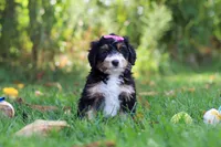 Jannet, a female Miniature Bernedoodle for sale in Fresno, OH – 3 of 6
