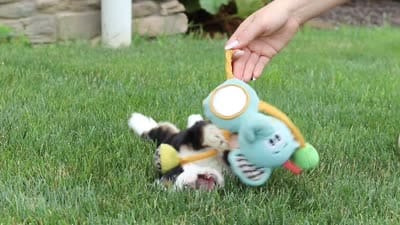 Ginnifer, a female Miniature Bernedoodle for sale in Fresno, OH – 6 of 6