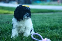 Gracie, a female Cavapoo for sale in Fresno, OH – 2 of 10