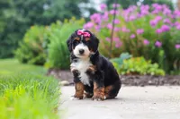 Buffy, a female Miniature Bernedoodle for sale in Fresno, OH – 3 of 6